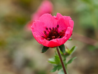 Closeup of a newly opening cinquefoil flower, Potentilla nepalensis Miss Willmott - obrazy, fototapety, plakaty