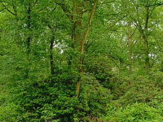 Fototapeta na wymiar Green spring forest in Kalmthoutse heide nature reserve, Belgium