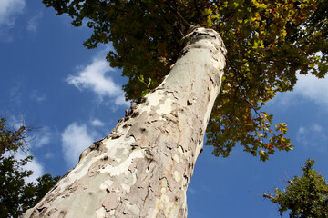 Fototapeta premium tree trunk in the forest