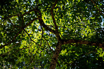 Tree on tropical rainforest, Rio, Brazil
