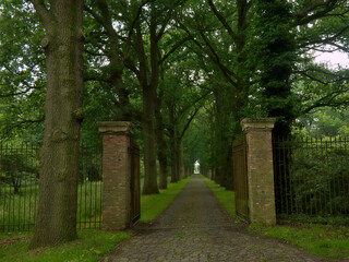 Fototapeta na wymiar Cobblestone road with misty lanes of trees in a green spring forest in Kalmthout.