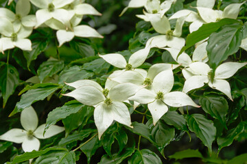 white korean dogwood flowers
