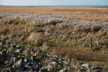 Schlickgras und Buschlahnungen zum Küstenschutz hinter dem Deich im Herbst an der Nordsee bei...