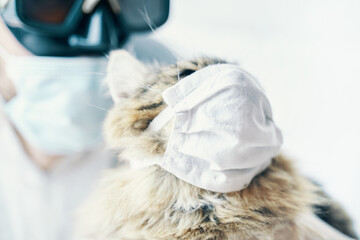 Doctor and Kitty is safe from coronavirus. Cat in protection mask. 
