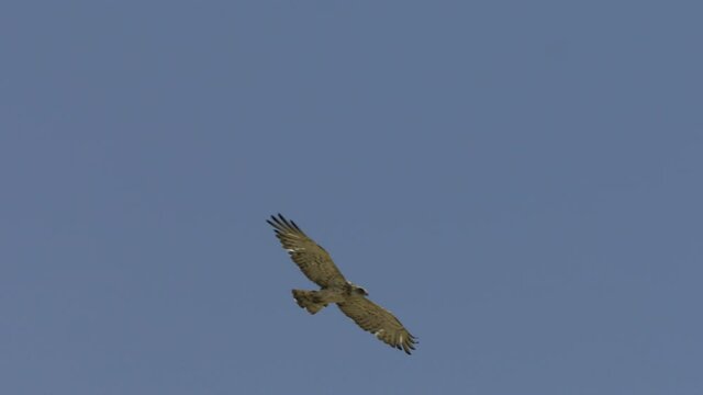short-toed snake eagle (Circaetus gallicus) hover in blue sky