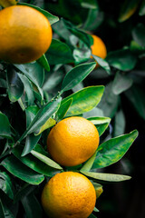 Fresh and bright