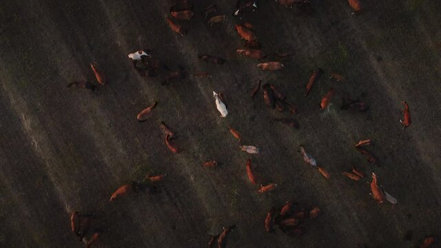 Drone flying over feeding horses herd