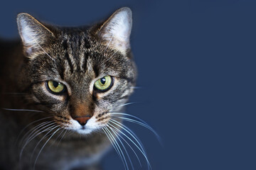 Portrait of a Gray cat on a dark blue background. copy space