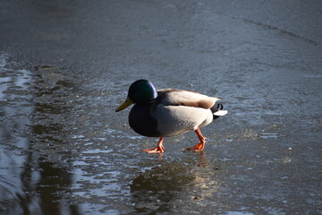 ducks, winter