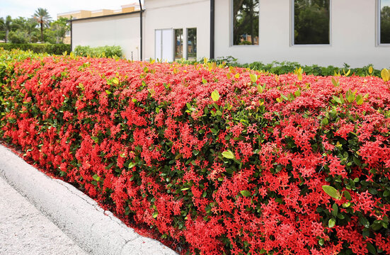 Dramatic and beautiful orange Ixora hedge blooming on a summer day in Naples, Florida, USA.