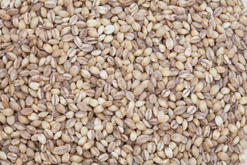 Top view of barley background image