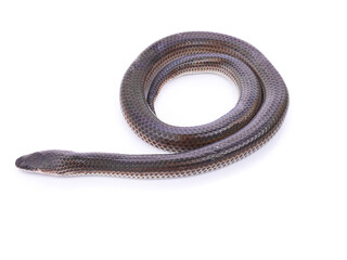 Sunbeam snake / Xenopeltis unicolor isolated on white background.