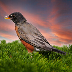 American Robin on colored sunset background
