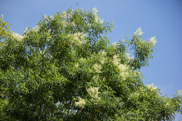 White Flower in blue sky or Fraxinus griffithii tree
