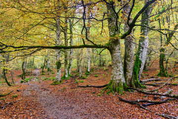Beeches in autumn in the Irati forest, Navarra, Spain.