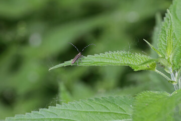 Scheckhorn Distelbock