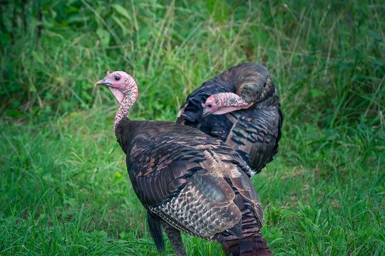 Wild Turkey In The Fields Of Cades Cove Tennessee.