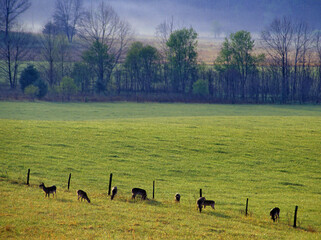 468-51 Deer in Cades Cove meadow, GSMNP