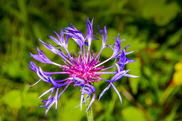 Close-up of a typical summer flower