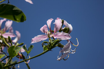 Pink flower or Bauhinia flower
