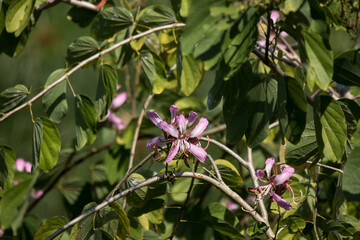 Pink flower or Bauhinia flower