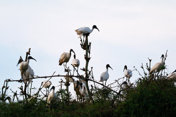 Black – headed ibis (Threskiornis melanocephalus) or Indian white ibis