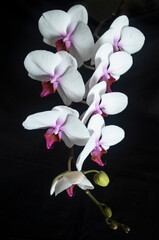 Beautiful white orchid on black background