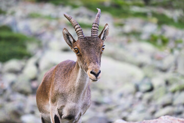 Cabras montesas