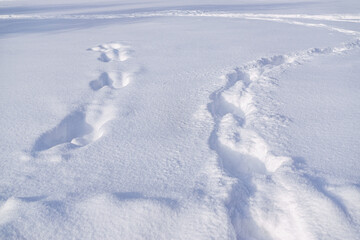 Traces in snow