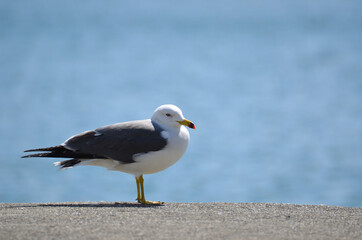 Fototapeta premium 三重県伊勢志摩 海辺のカモメ