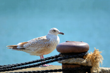 伊勢志摩　海辺のカモメ