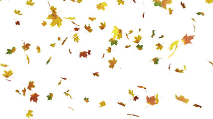 falling maple leaves of different colors isolated white. 3D illustration