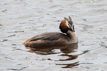 great crested grebe