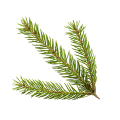 Spruce branch isolated on a white background. Layout, top view