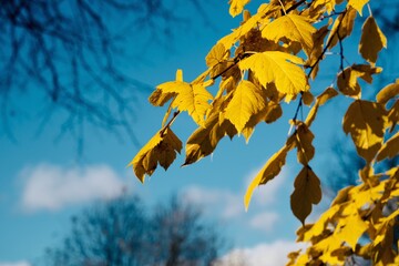 branch with yellow autumn foliage against a blue sky close-up