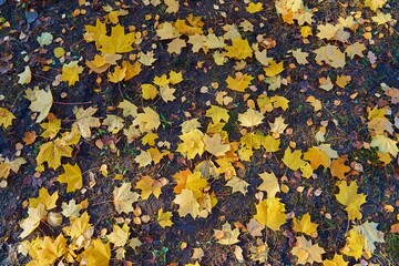 fallen yellow maple foliage close-up on earth for natural seasonal background or wallpaper