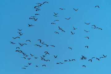 A flock of cranes flies over the field in search of food in last days before leaving for warmer climes.