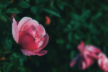 Close-up of a light pink rose
