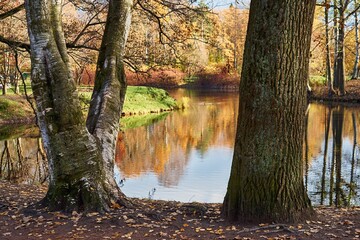 lower parts of large tree trunks in the foreground in the autumn forest or in the park against the background of water in a pond or lake