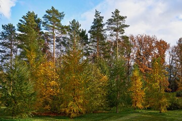 beautiful landscape of autumn forest or park with different trees