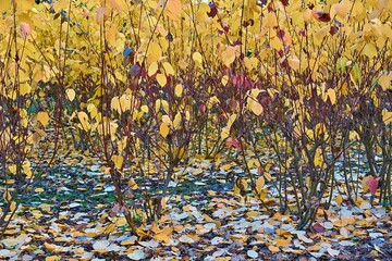 autumn bushes with thick yellow foliage close-up for natural background