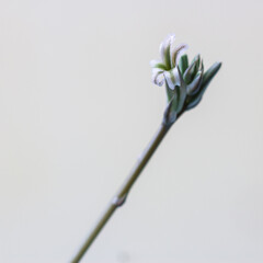 Beautiful Haworthia cooperi flower isolated from background.