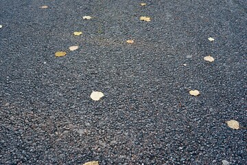 very little fallen foliage on asphalt for backgrounds