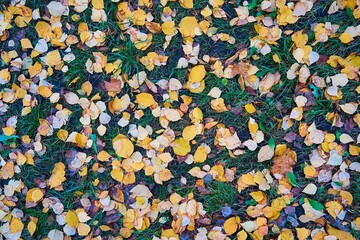 autumn foliage on green grass for natural backgrounds and wallpaper
