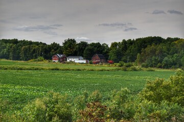 Obraz premium 1256 - Across the Field in Silverwood