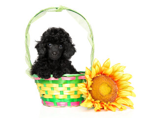 Toy Poodle on a white backround