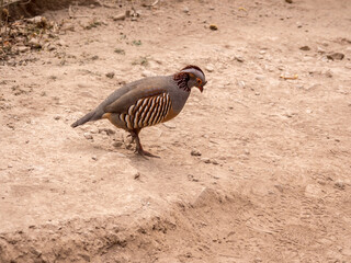 Colouful bird looking for food at Berranco del inferior nature park, Adeje, Teneriffe, Spain