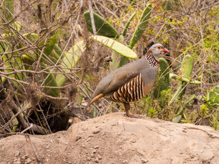 Colouful bird looking for food at Berranco del inferior nature park, Adeje, Teneriffe, Spain