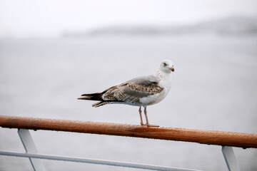 a seagull bird sits on the railing with water drops after rain background the sky