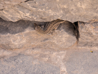 Salamander appearing from rock crevices at Berranco del inferior, Adeje, Teneriffe, Spain